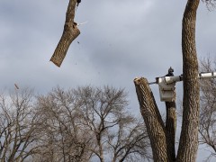 cottonwood1