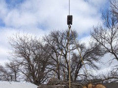 cottonwood3