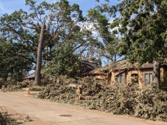 derecho1